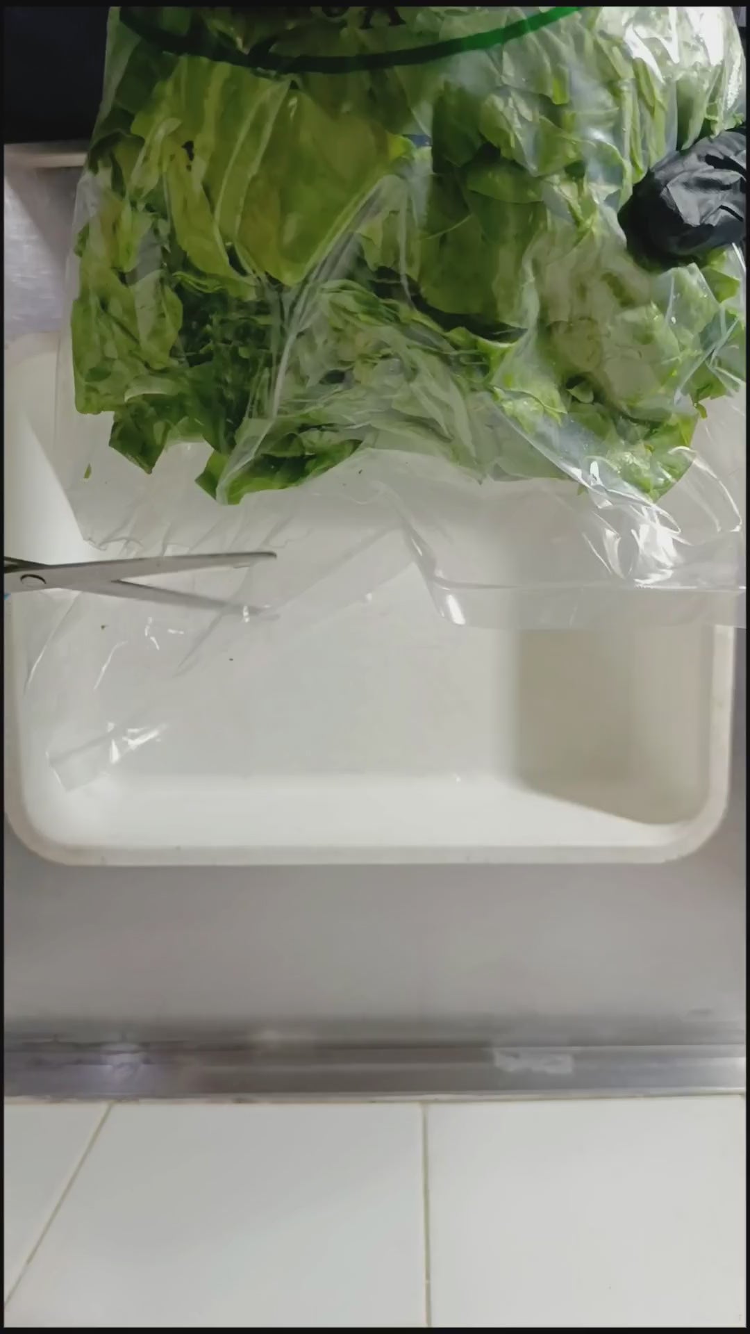 Video de la acelga fresca cortada Los Nietos, presentación de 2 kg.